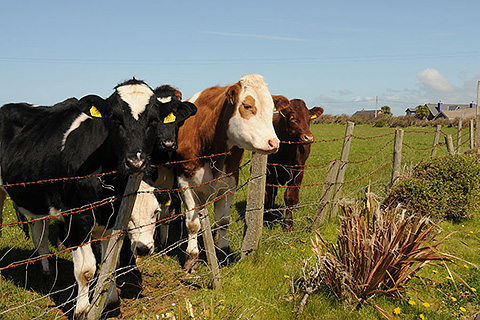 Castle House, Castlegregory. County Kerry | Cattle on Adjoining Farm