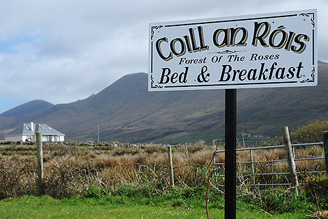 Coill an Róis, Feohanagh. County Kerry | Coill an Róis at the foot of Mount Brandon